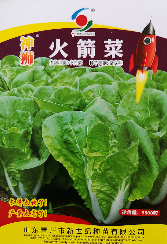 Shenshi Rocket Early-maturing Chinese Cabbage——Early-maturing Chinese Cabbage